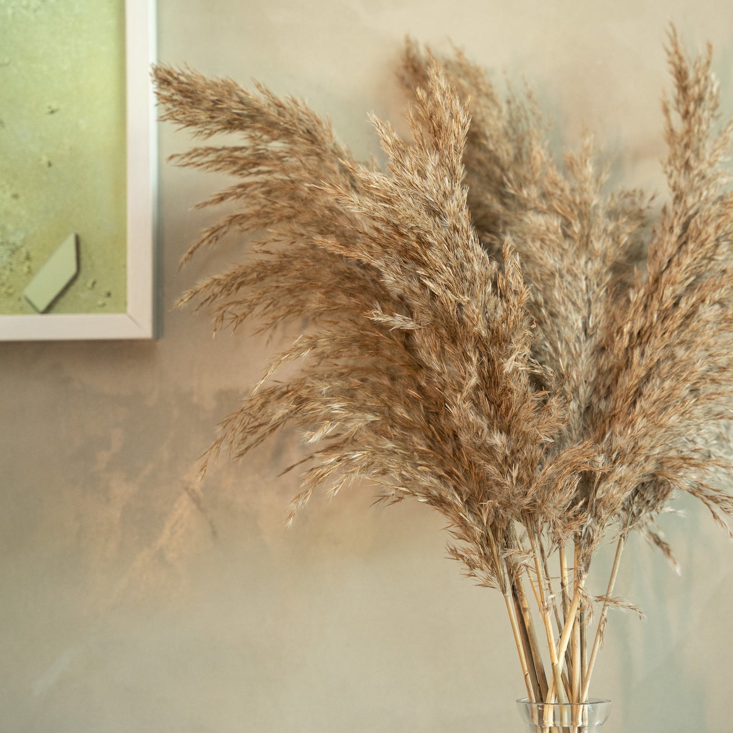 Pampas Grass