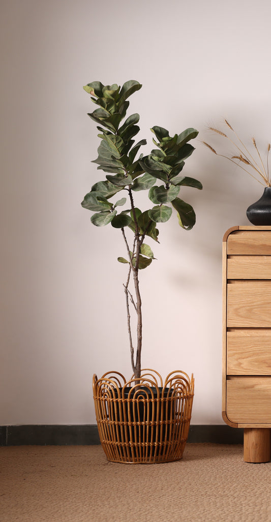 Lotus Planters