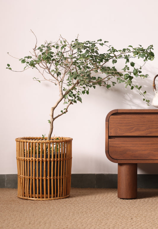 Open Weave Planter