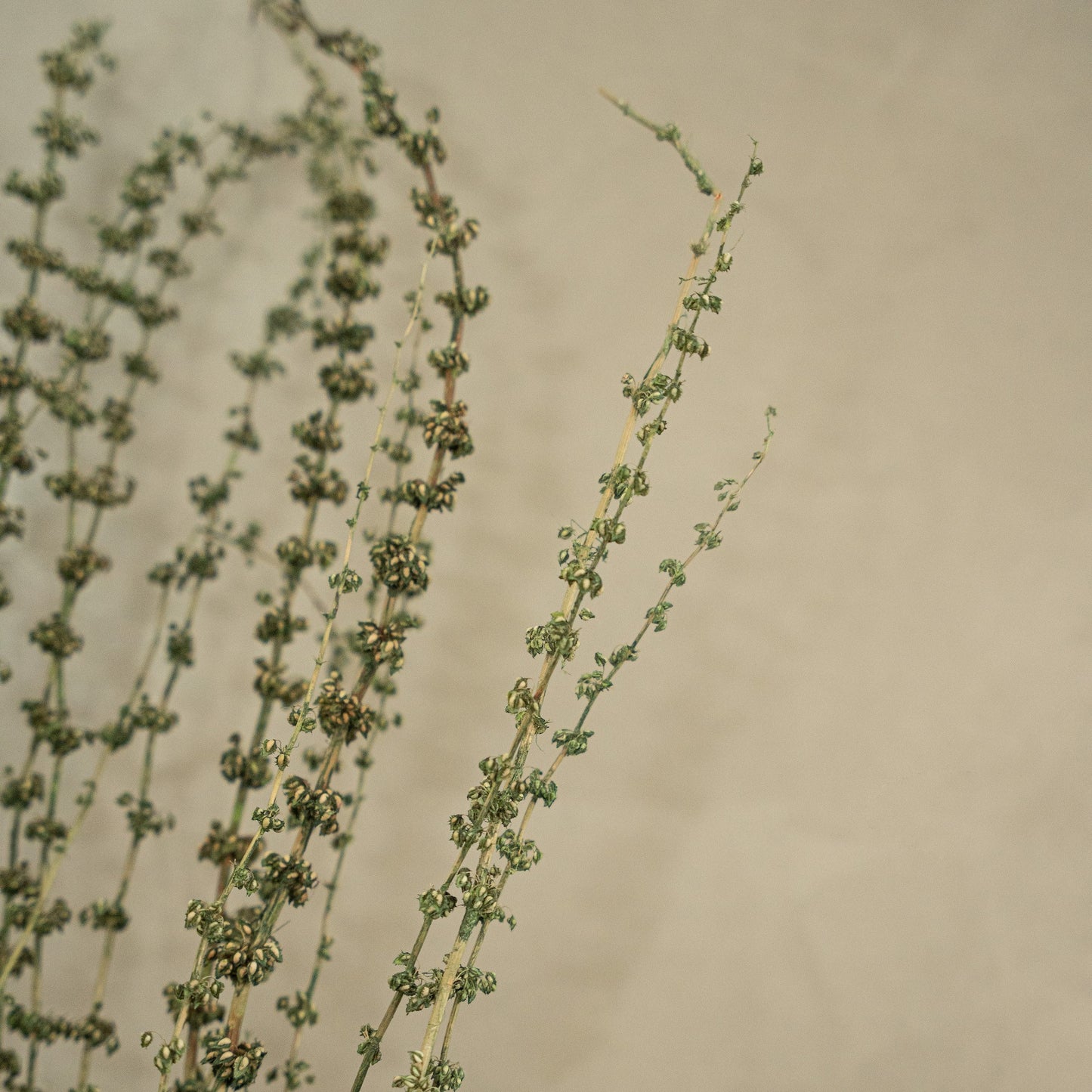 Tish Grass